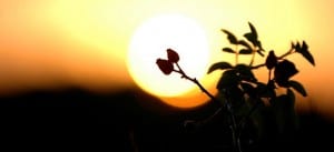 Thinking of Quitting? Remember, the Sun Will Rise